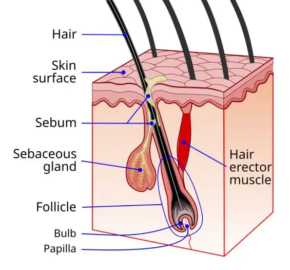 Arrector Pili Muscle