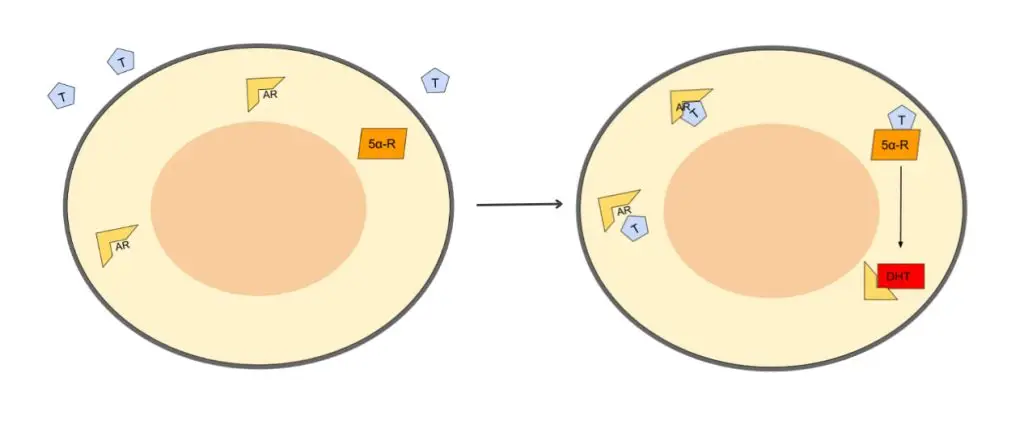 Mechanism of androgenetic alopecia