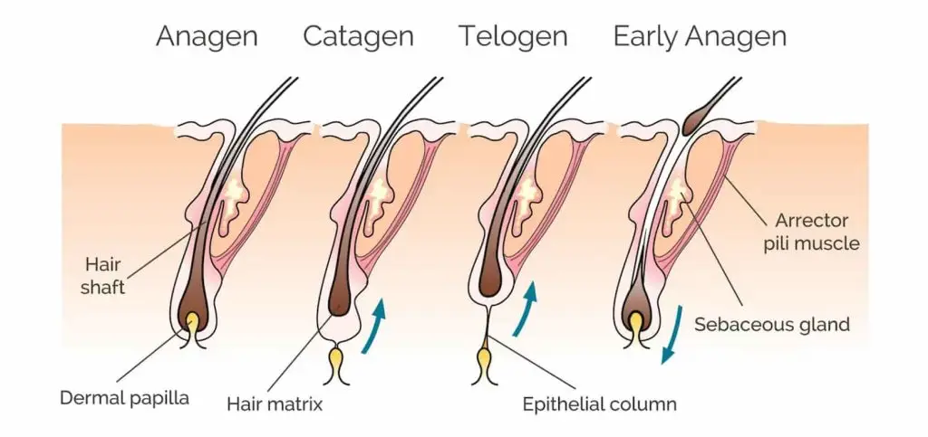 Normal hair loss process