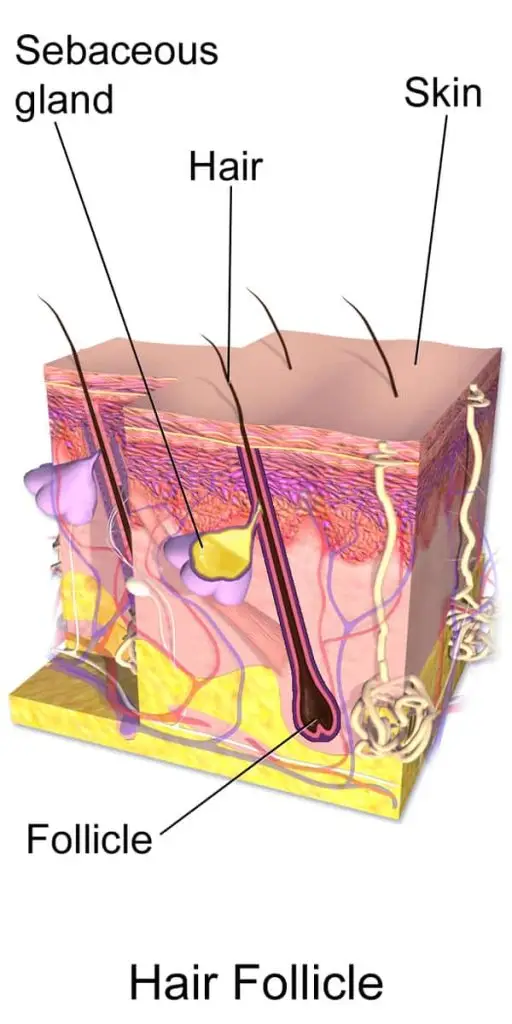 Sebaceous glands