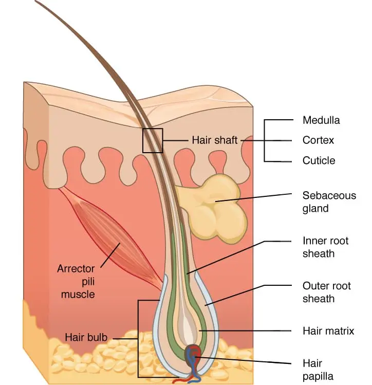 Hair bulb