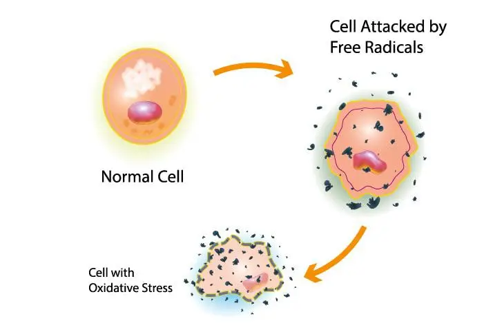 Oxidative stress hair loss