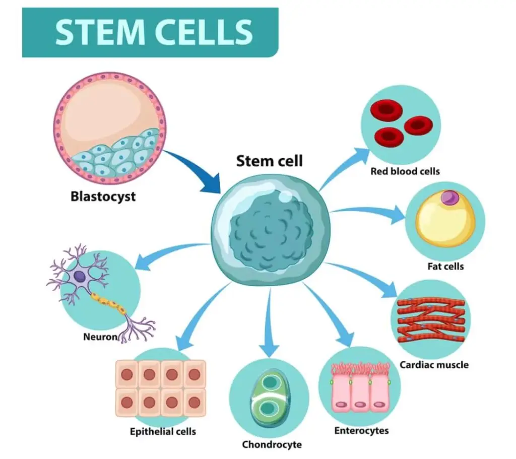 Stem cells