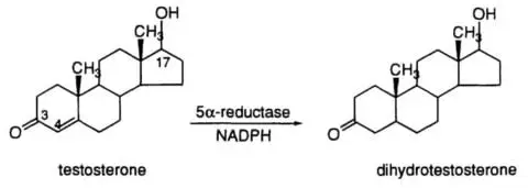 Testosterone into dihydrotestosterone