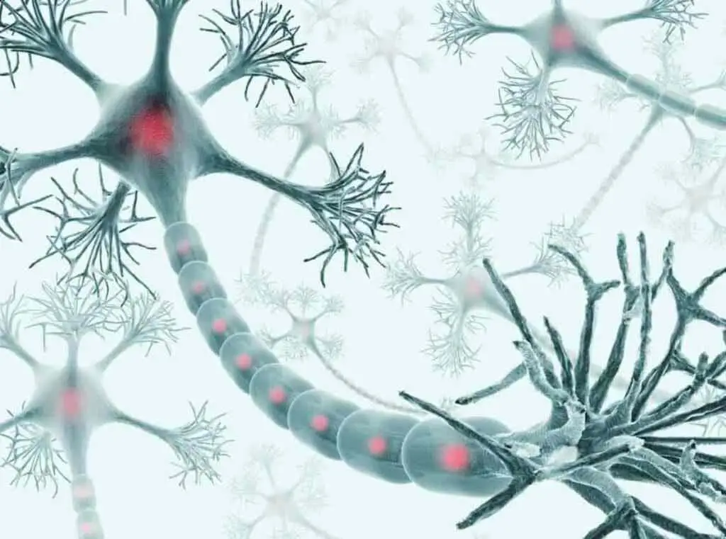 Neuron