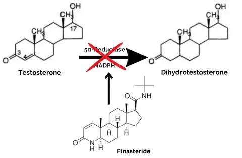 Finasteride mechanism