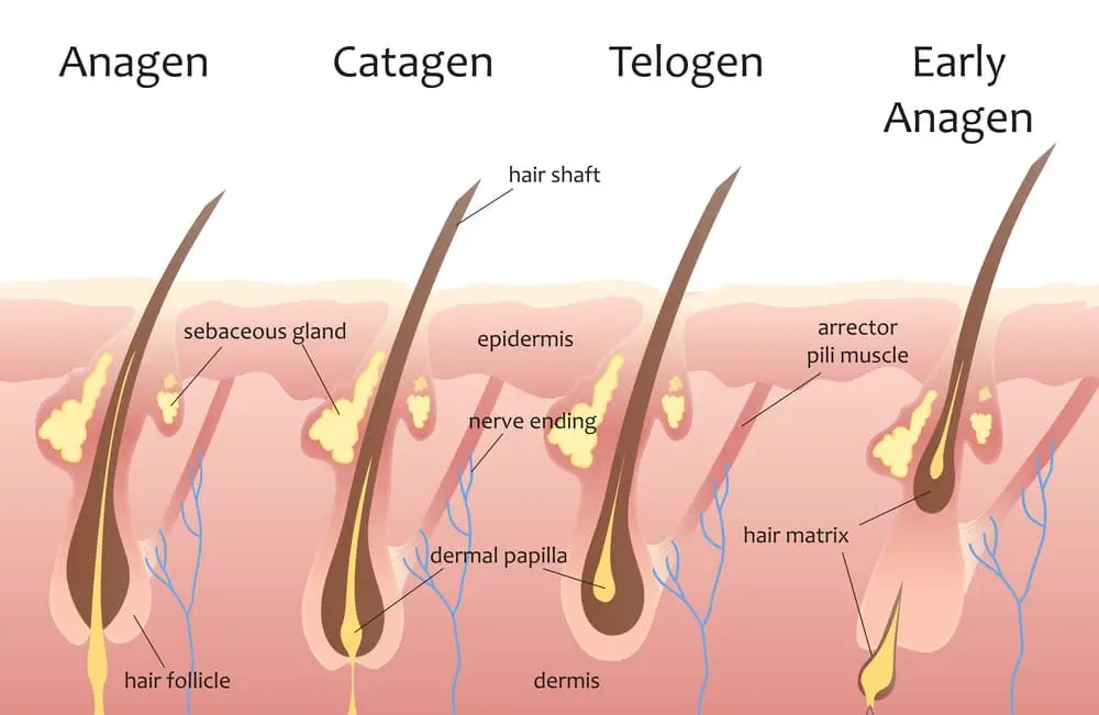 Hair growth cycle