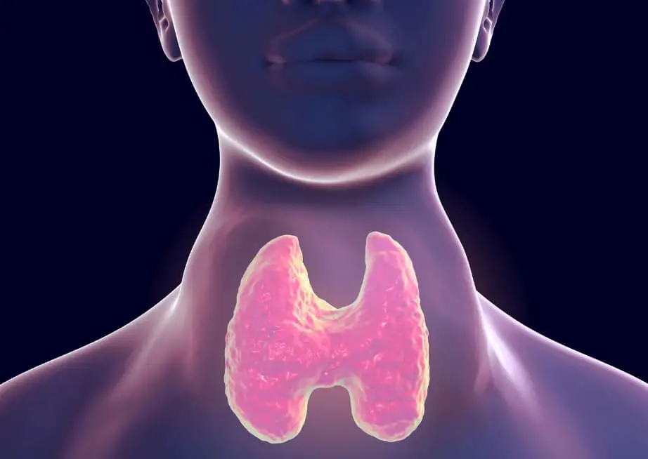 Thyroid